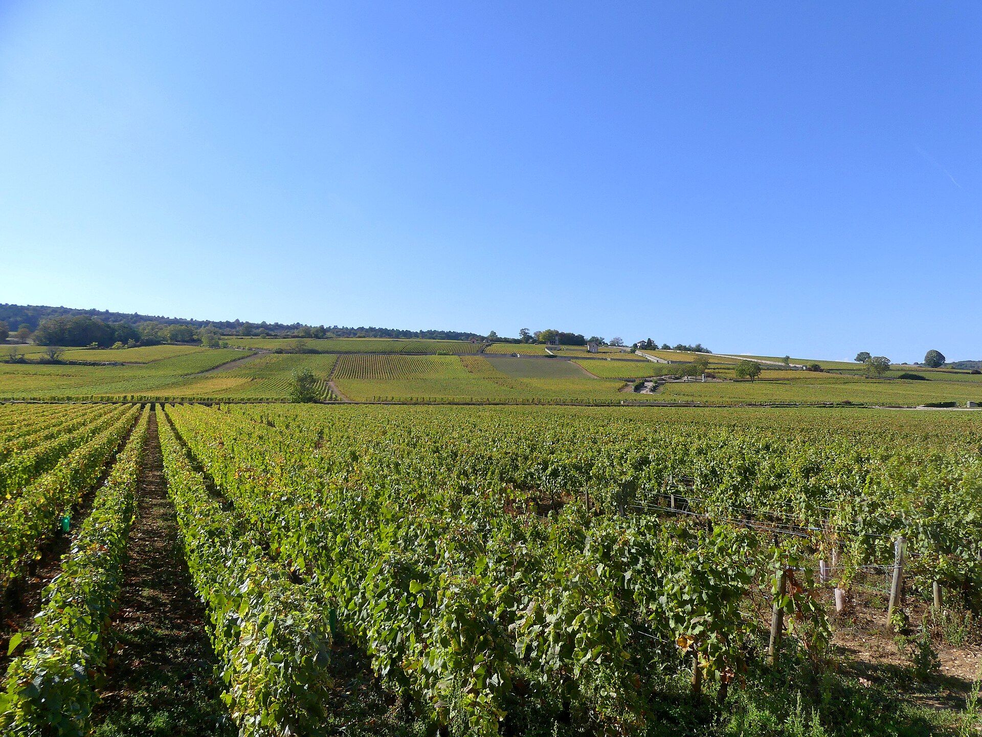 Vignobles de Meursault en automne, Bourgogne