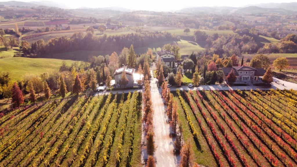 Vigneti di Lambrusco Grasparossa sulle colline di Castelvetro di Modena