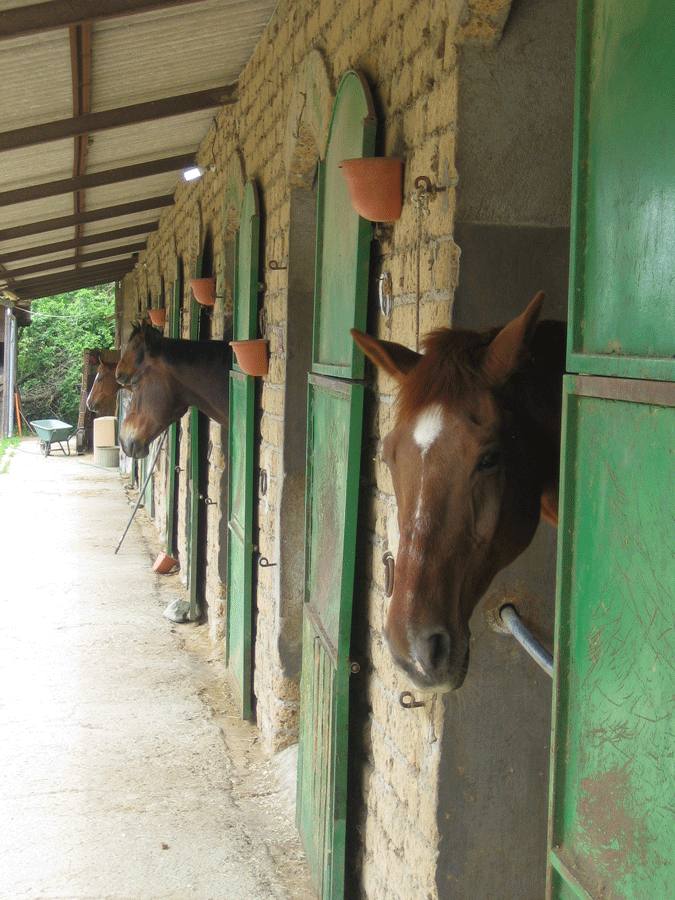 Scuderie e cavalli all'agriturismo La Cacciata vicino a Orvieto