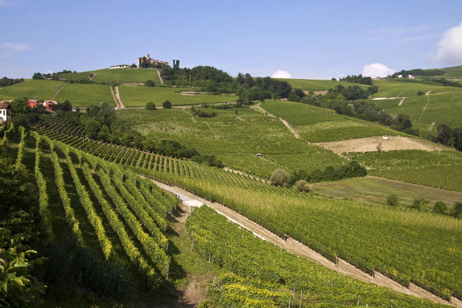 Colline e vigneti delle Langhe