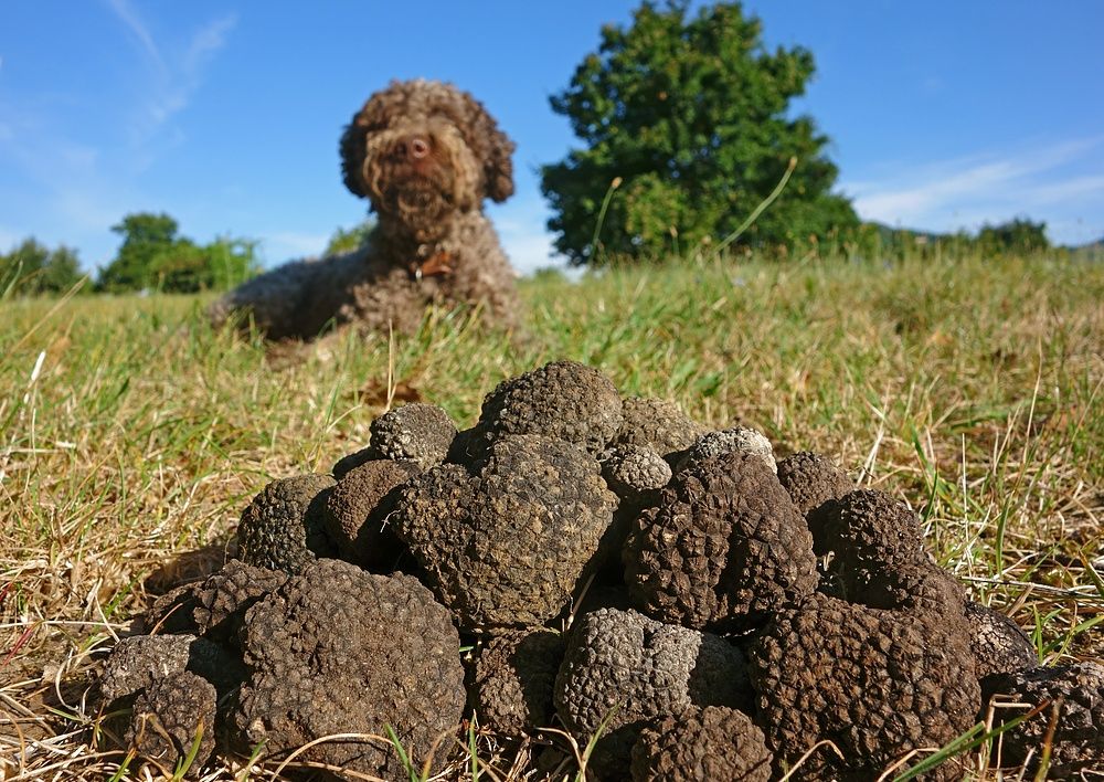 A truffle dog beside a morning harvest of truffles in Piedmont