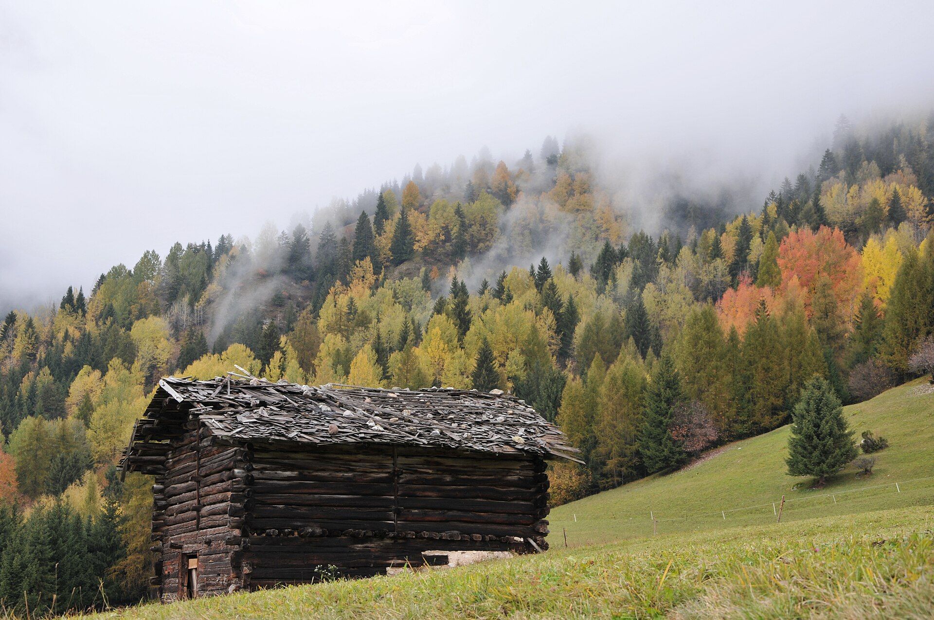 Larici in autunno in Val di Fiemme