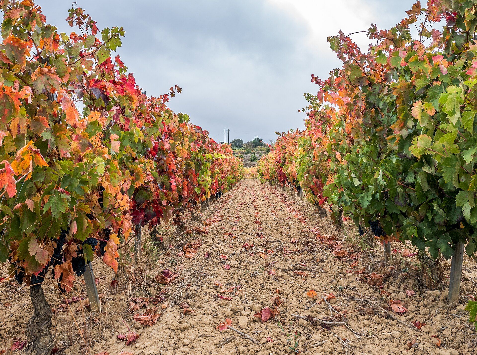 Viñedos en otoño en Laguardia, Rioja Alavesa